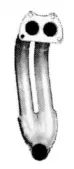 imasaf-275301