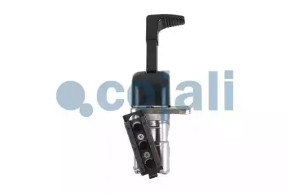 cojali-2224401