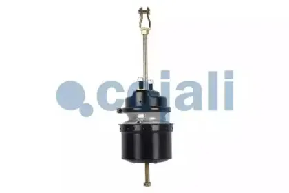 cojali-2251503