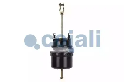 cojali-2251503