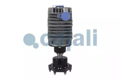 cojali-2480002